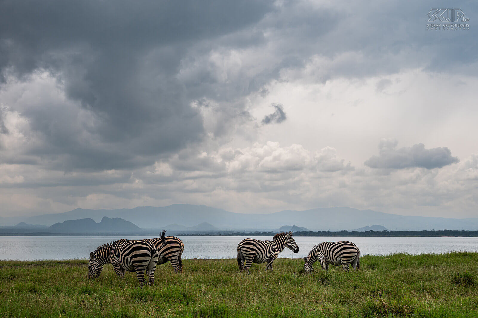 Soysambu - Plains zebra A small group of plains zebras at beautiful Lake Elementaita Stefan Cruysberghs